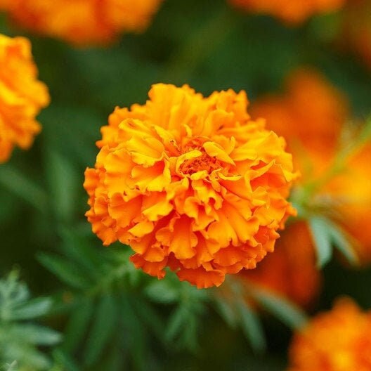 Seeds - orange hawaii marigold flower