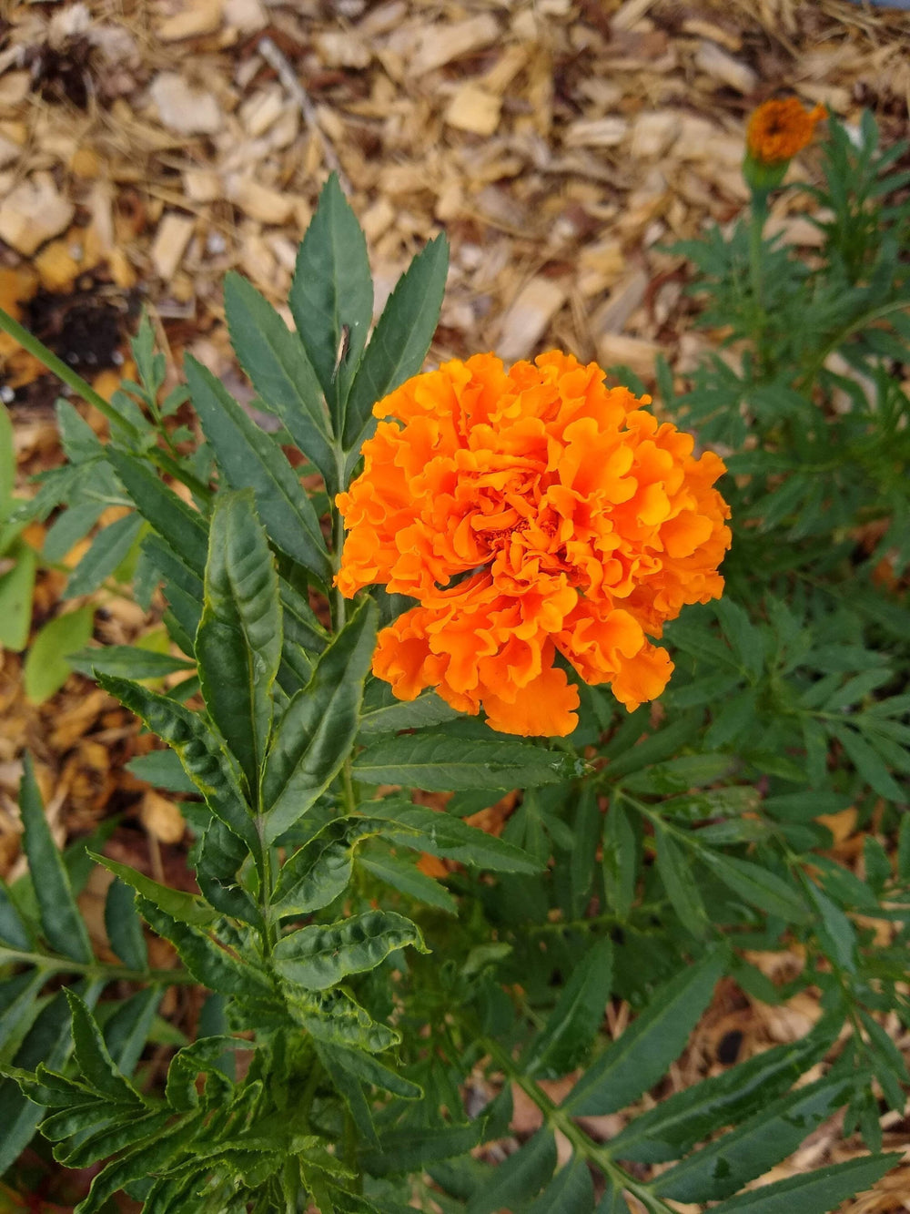 Seeds - orange hawaii marigold flower