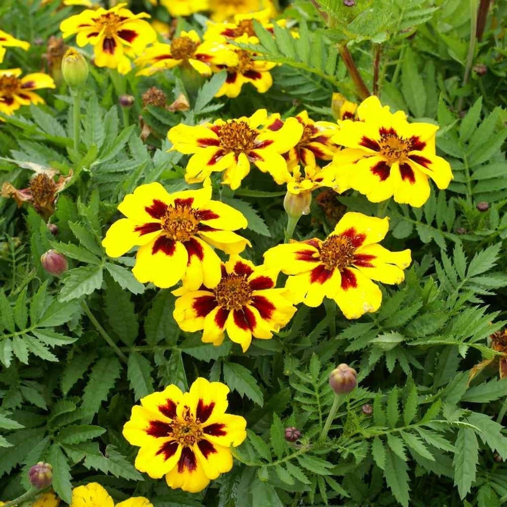 Seeds - dainty marietta dwarf french marigold flower