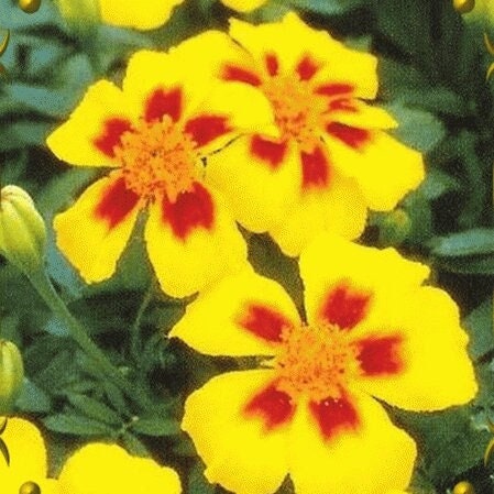 Seeds - dainty marietta dwarf french marigold flower