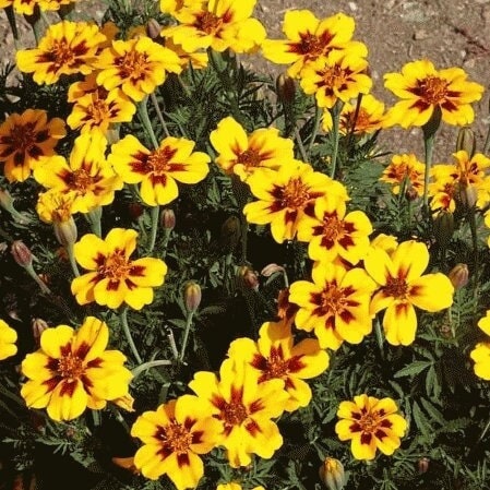 Seeds - dainty marietta dwarf french marigold flower