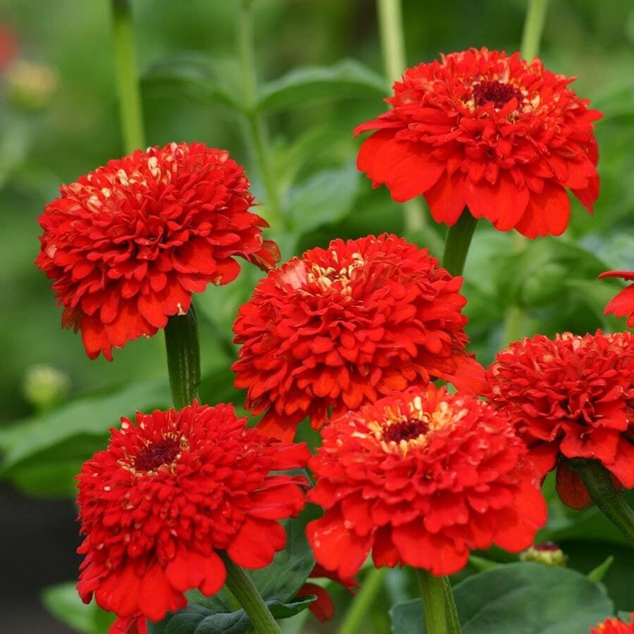 Seeds - zinnias - zinderella red crested scabiosa zinnia flower