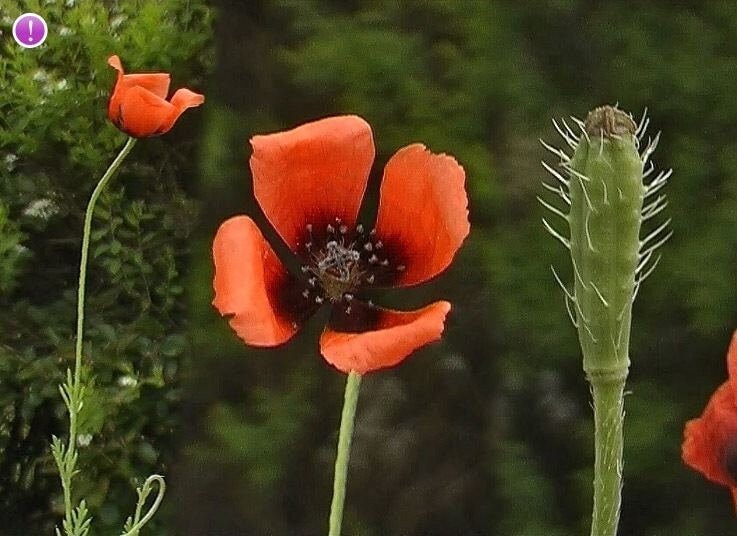 Seeds - prickly poppy papaver argamone flower