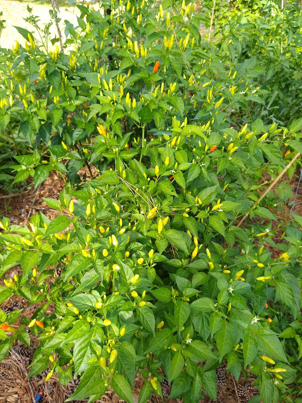 Seeds - tabasco pepper