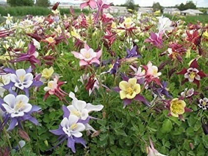 Seeds - biedermeier dwarf columbine mix flower