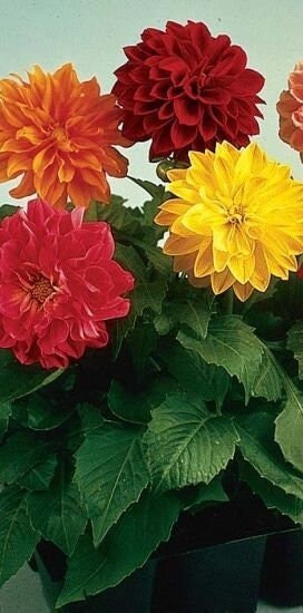 Seeds - dahlia figaro dwarf double mix flower