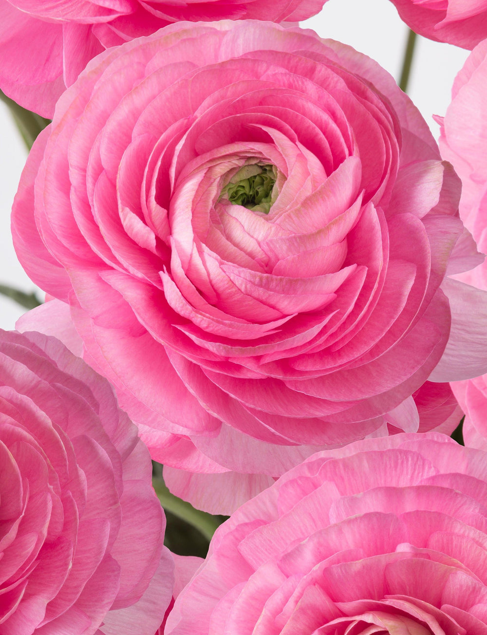Romance rosy cheeks ranunculus corm bulb
