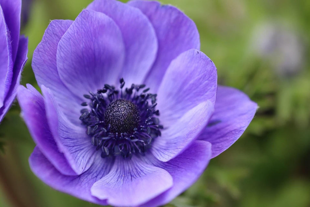 Anemone carmel blue corms bulbs