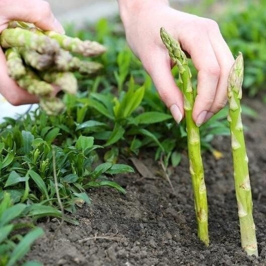 Seeds - mary washington asparagus veggie