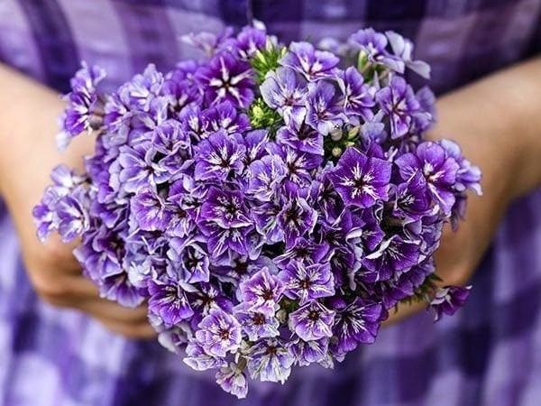 Seeds - sugar stars phlox flower