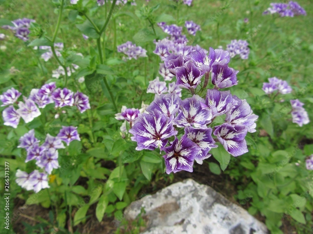 Seeds - sugar stars phlox flower