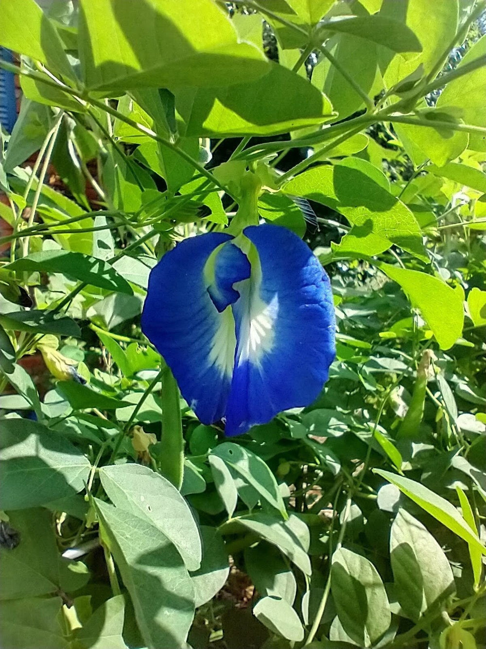 Seeds - thai blue butterfly pea flower