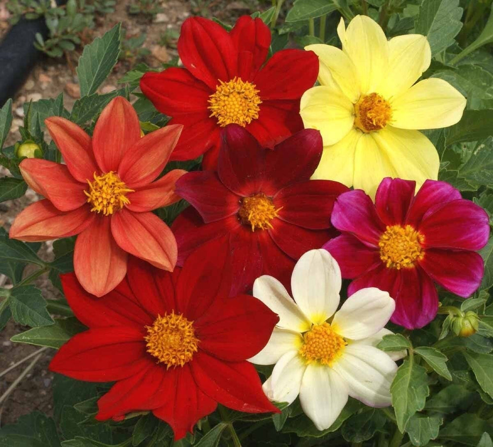 Seeds - dahlia dwarf single mix flower