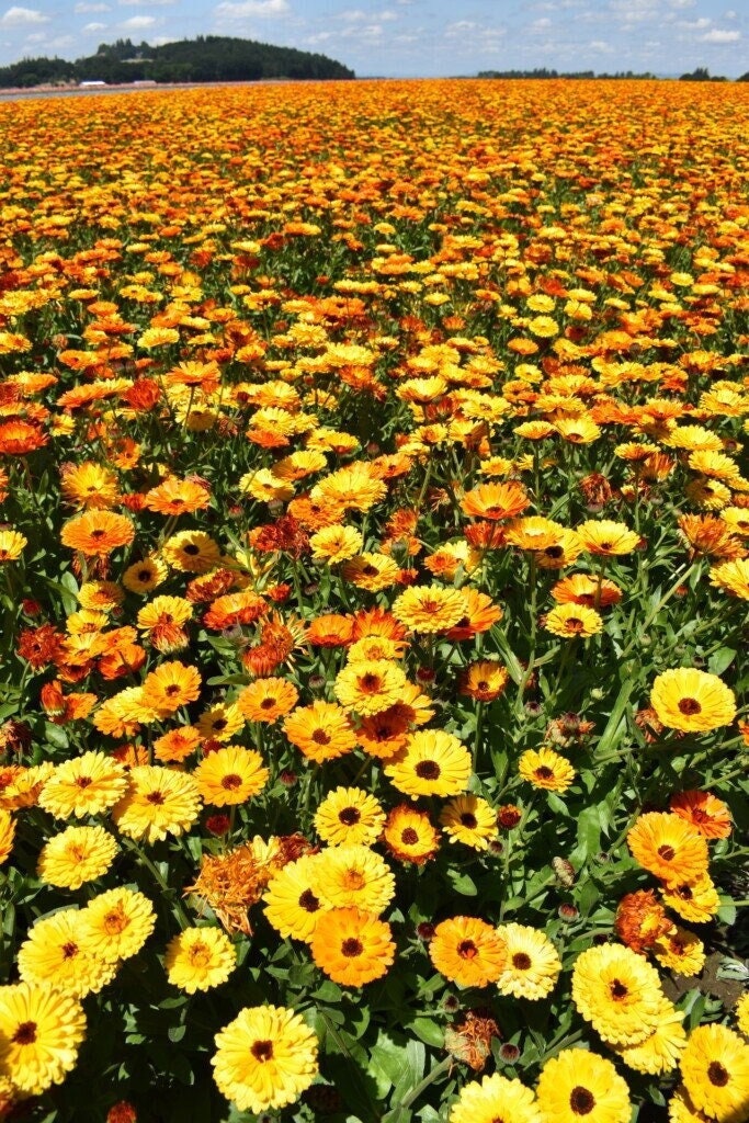 Seeds - touch of red calendula flower