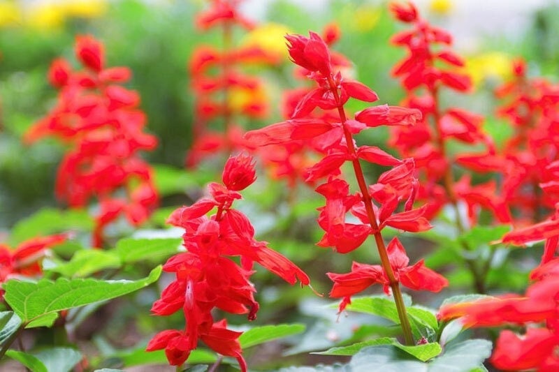 Seeds - scarlet sage salvia flower