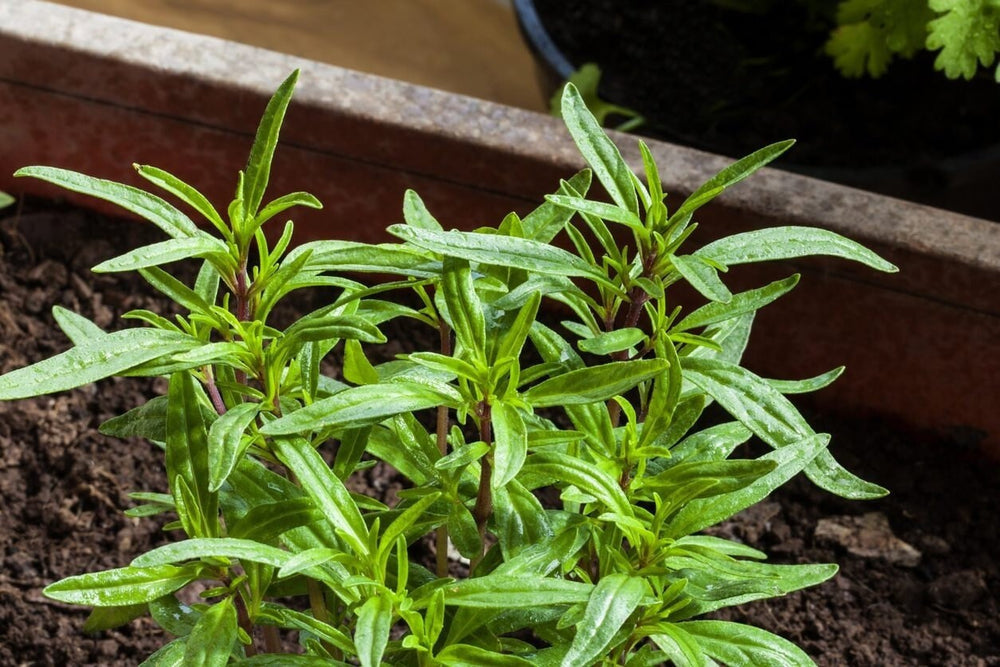 Seeds - summer savory herb