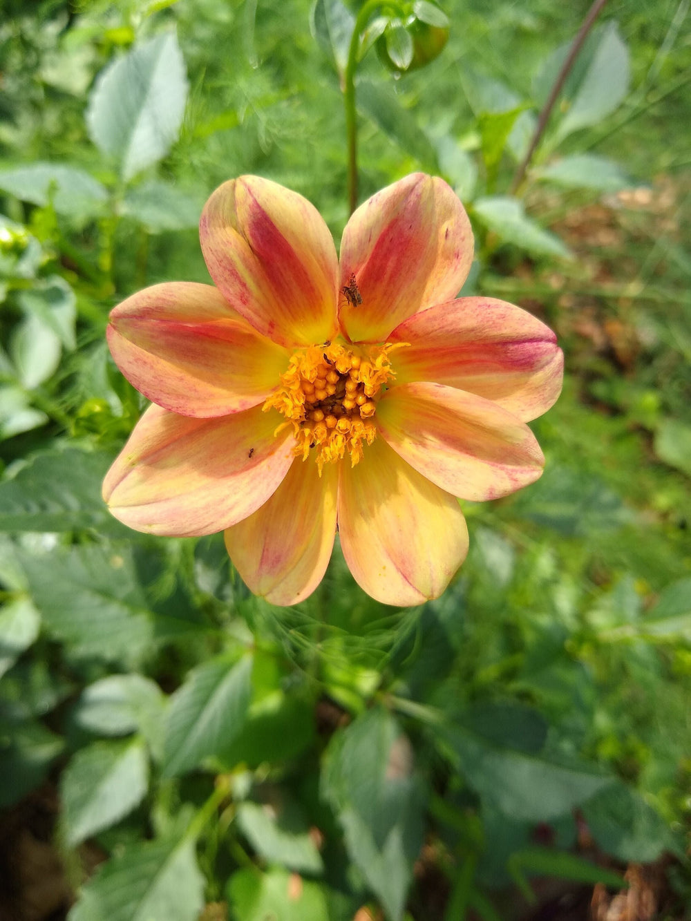 Seeds - dahlia harlequin collarette mix flower