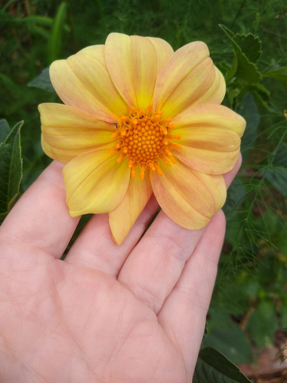 Seeds - dahlia harlequin collarette mix flower