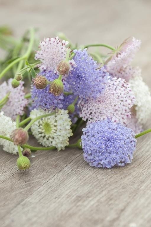 Live Plant - didiscus blue lace flower mix flower potted