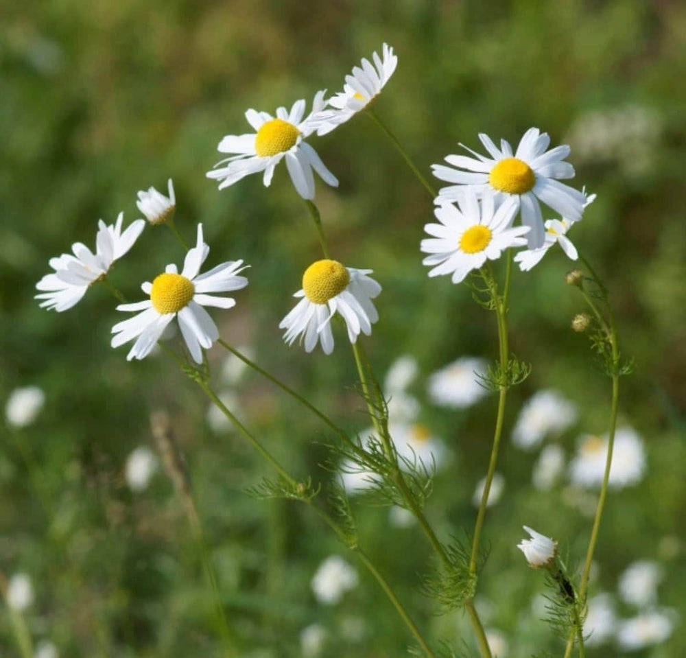 Seeds - bodegold chamomile herb