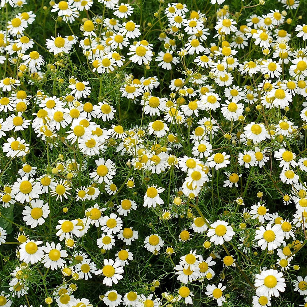 Seeds -  roman chamomile herb