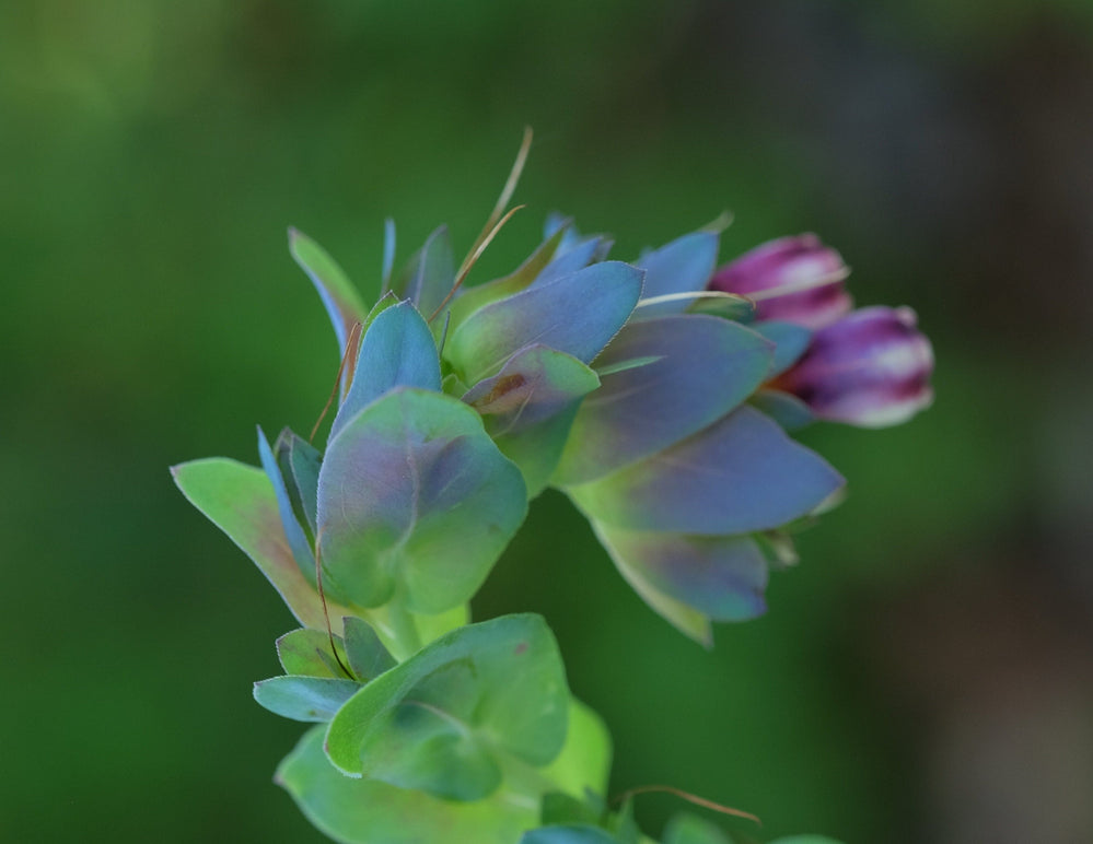 Live Plant - honeywort flower potted