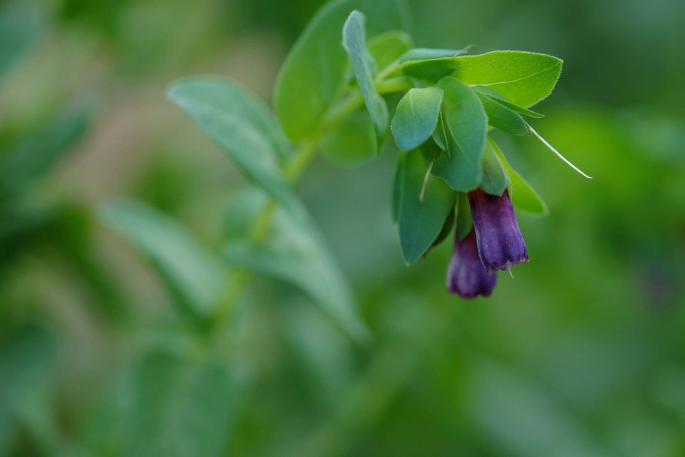 Live Plant - honeywort flower potted