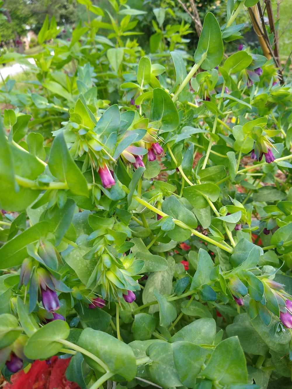 Live Plant - honeywort flower potted