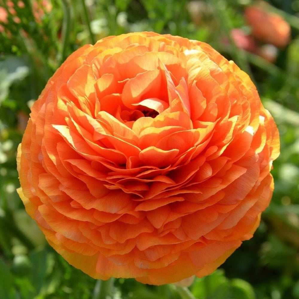 Sunset tecolote ranunculus corm bulb