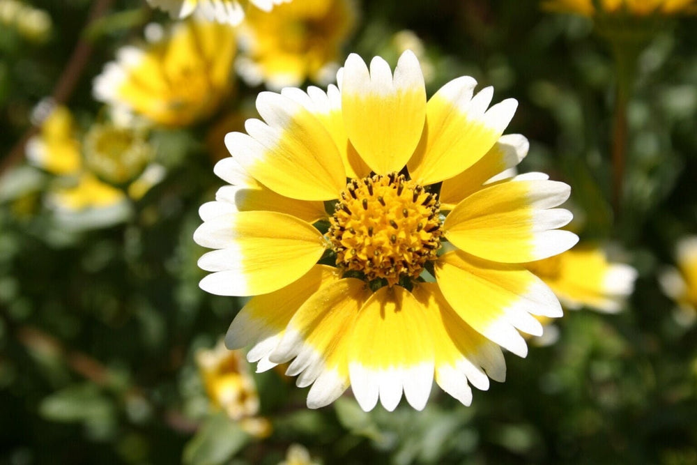 Seeds - tidy tips flower