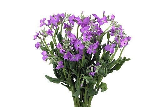 Seeds - stocks single spray mix matthiola flower