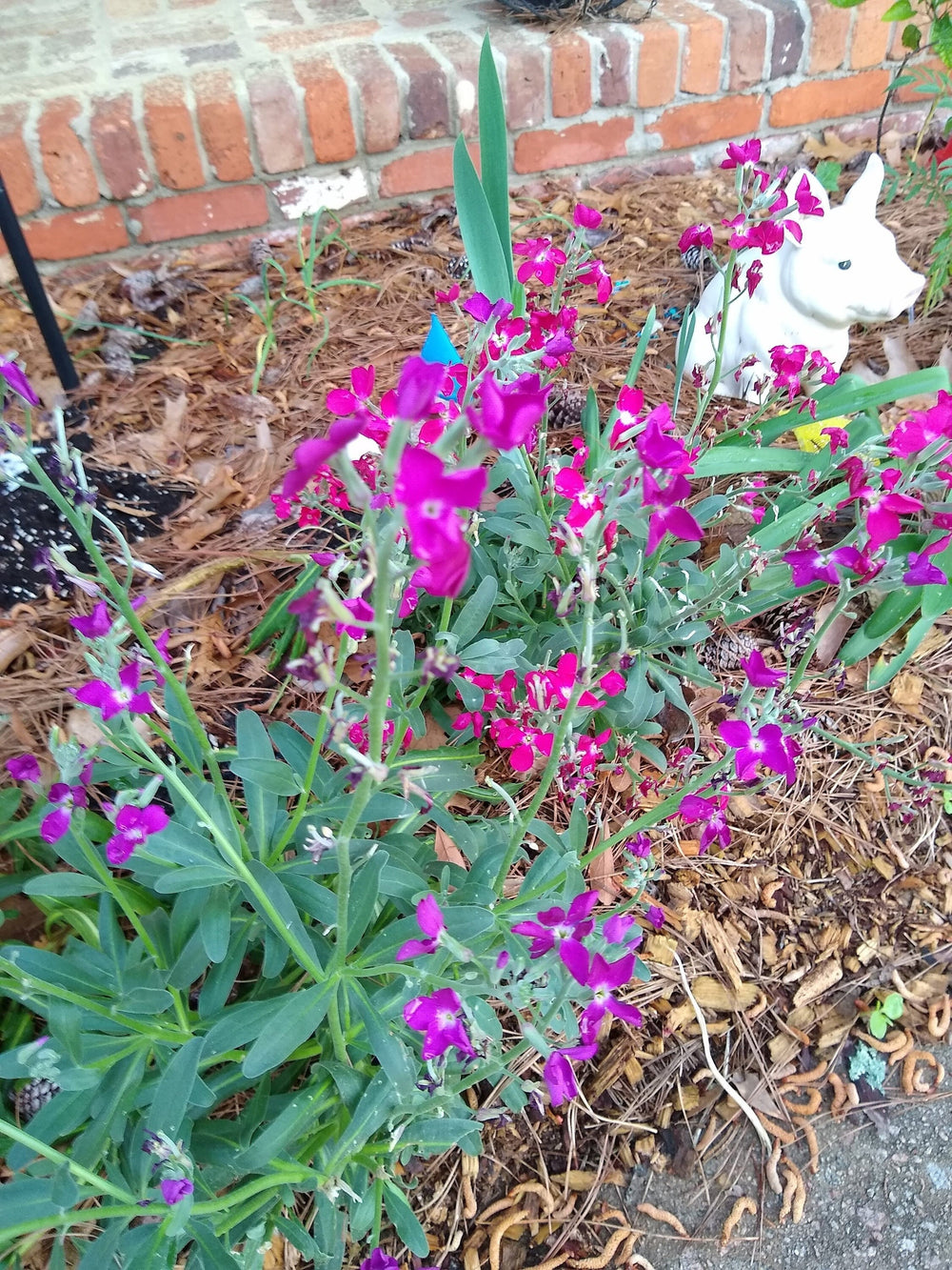 Seeds - stocks single spray mix matthiola flower