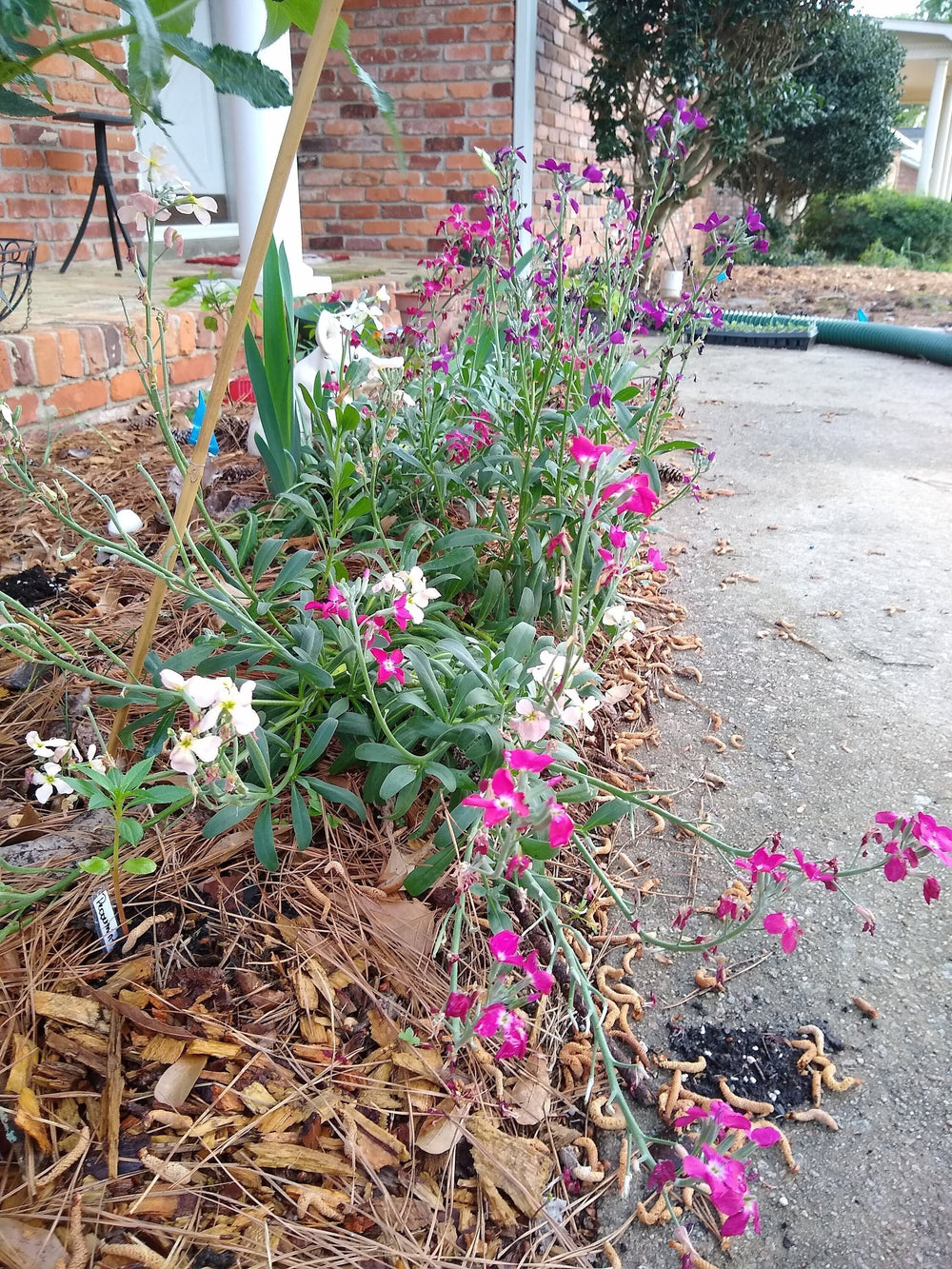 Seeds - stocks single spray mix matthiola flower