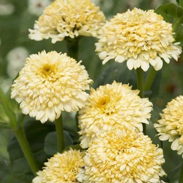 Seeds - zinnias - zinderella cream crested scabiosa zinnia flower