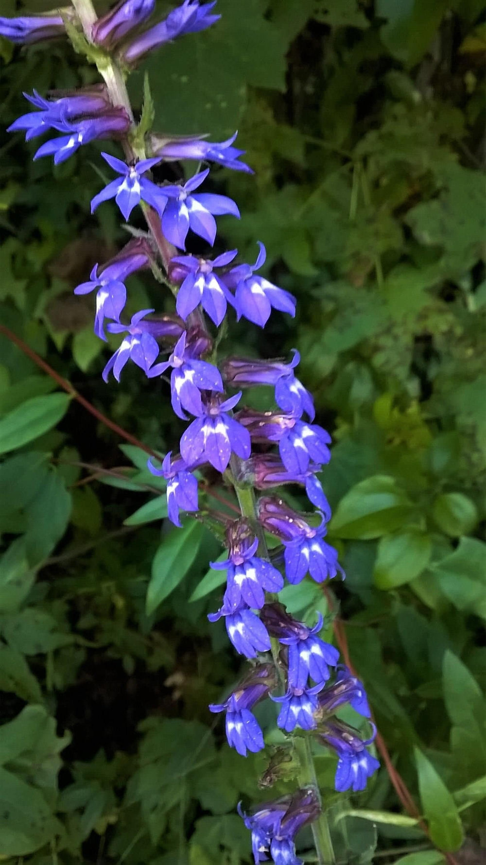 Seeds - downy lobelia lobelia puberula flower