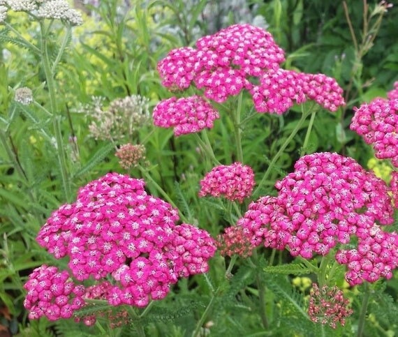 Seeds - cerise queen red yarrow flower