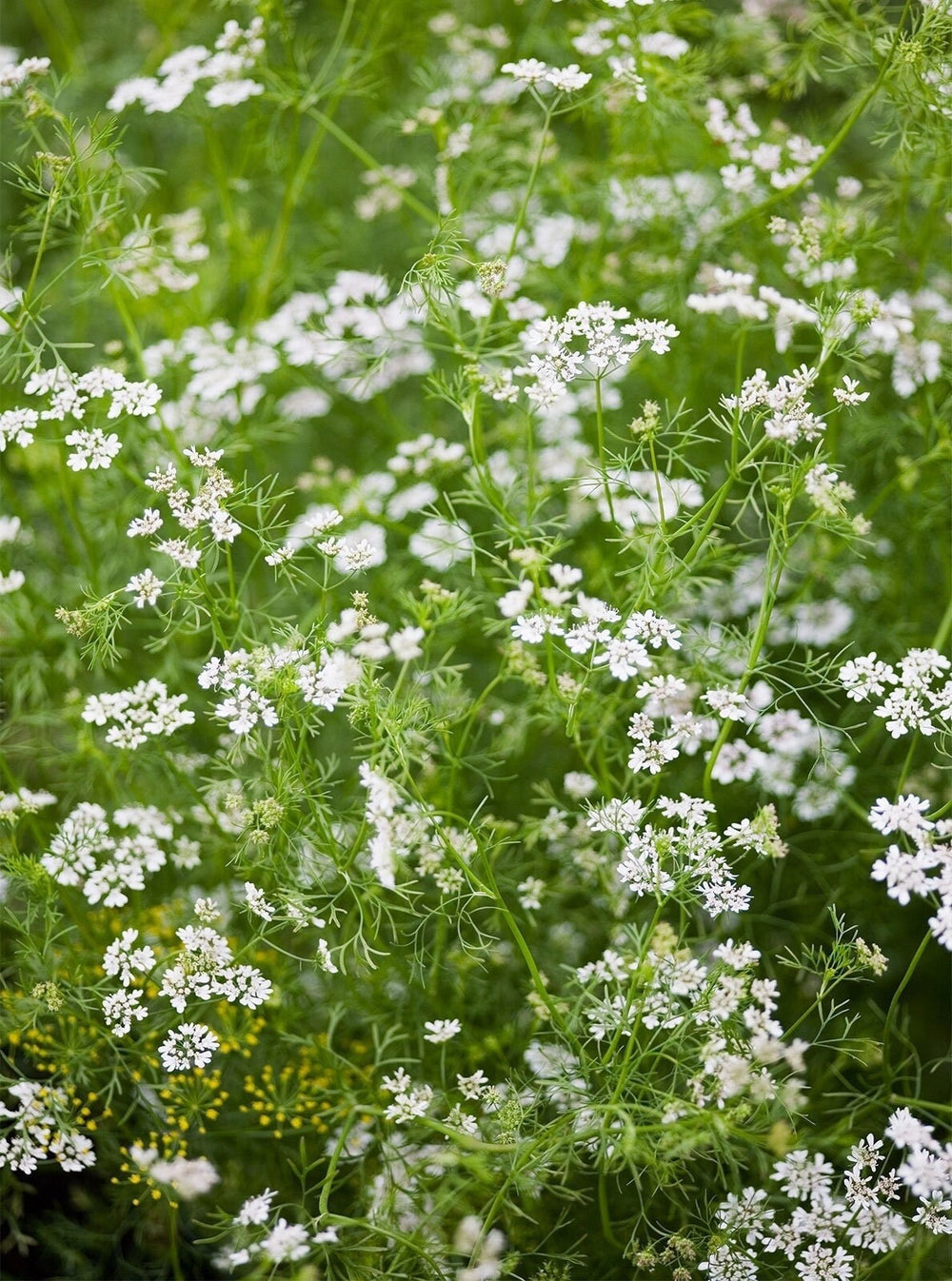 Seeds - spice coriander cilantro herb