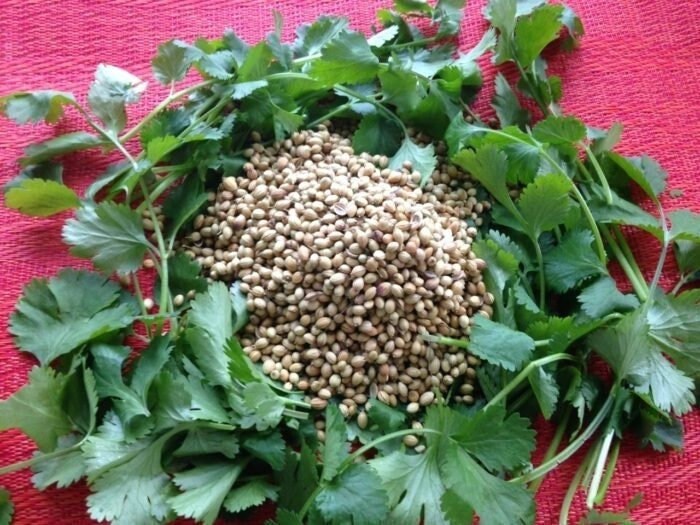 Seeds - spice coriander cilantro herb