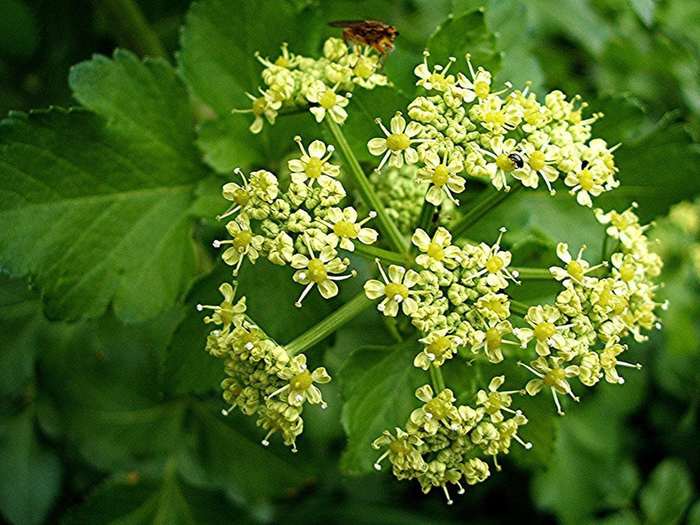 Seeds - alexanders black lovage herb