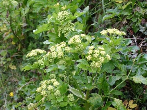 Seeds - alexanders black lovage herb