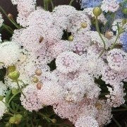 Live Plant - didiscus lacy pink lace flower mix