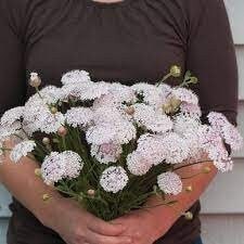 Live Plant - didiscus lacy pink lace flower mix