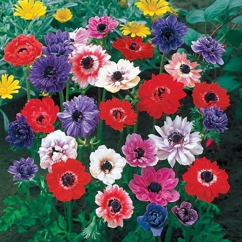 Anemone st. brigid double ruffle mix corms bulbs