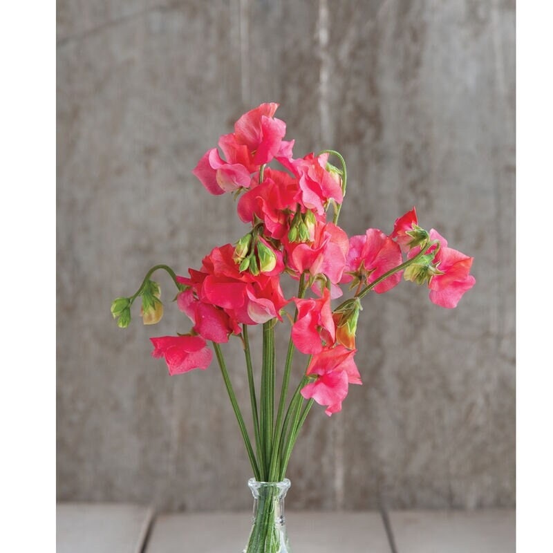 Seeds - elegance salmon rose sweet pea flower