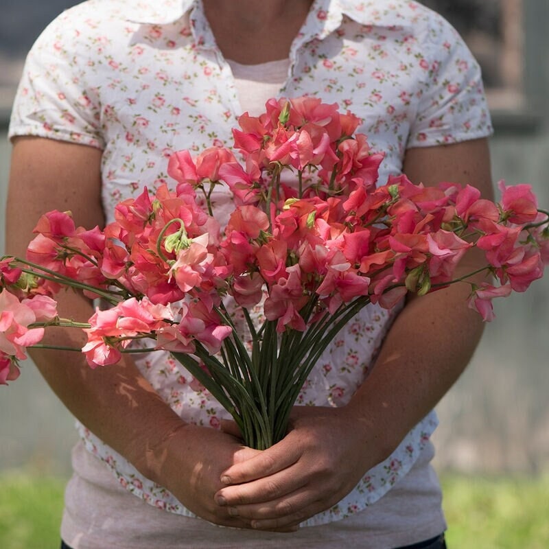 Seeds - elegance salmon rose sweet pea flower