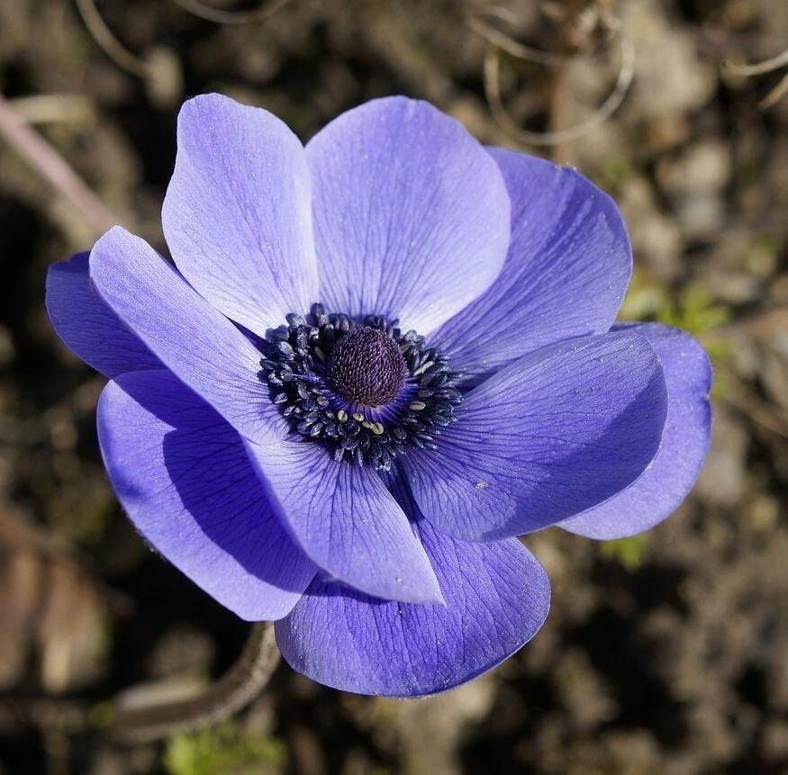 Anemone carmel blue corms bulbs