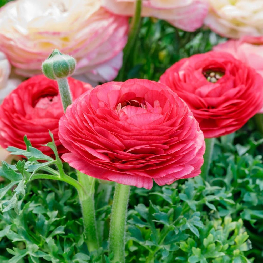 Jumbo rose tecolote ranunculus corm bulb