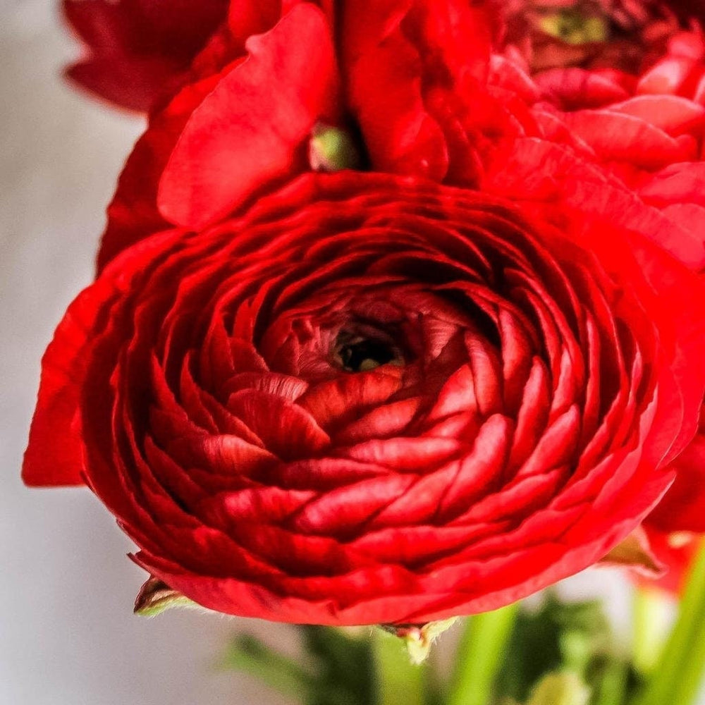 Red tecolote ranunculus corm bulb