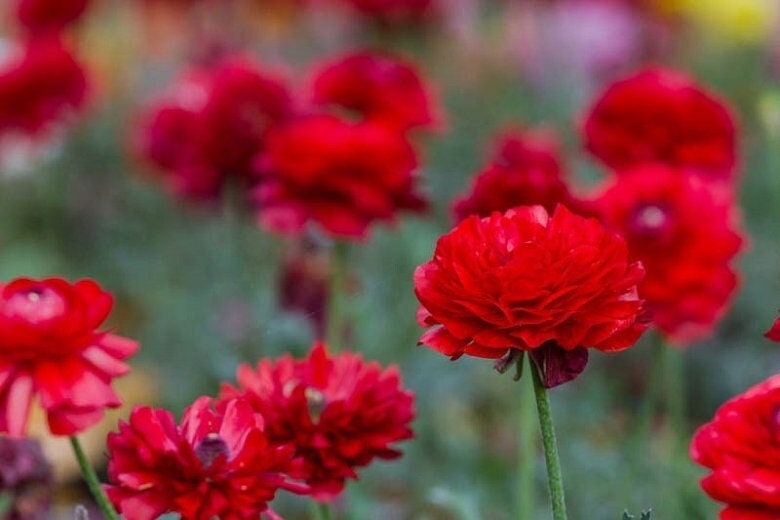 Red tecolote ranunculus corm bulb