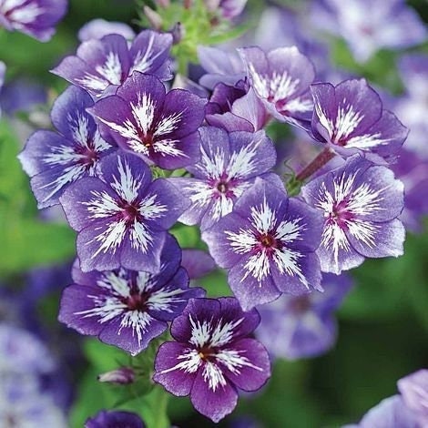 Seeds - sugar stars phlox flower